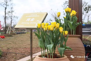 上百万株鲜花在南沙与你共度春节 广州种业小镇第二届郁金香展来了